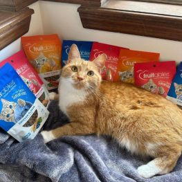 Cat lying down with Fruitables treats