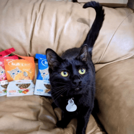 Black cat with Fruitables treats in background