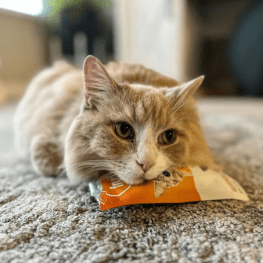 Cat lying down resting head on Fruitables bag