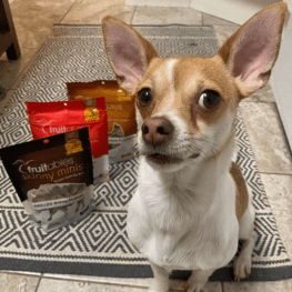 Dog sitting looking at camera with Fruitables treats in the background